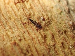 Thysanoptera