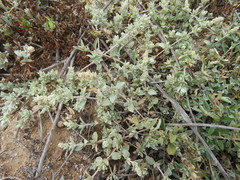 Atriplex watsonii