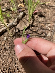 Githopsis specularioides