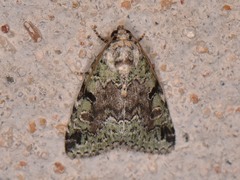 Maliattha concinnimacula