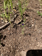 Githopsis specularioides