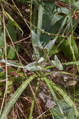 Onoseris alata