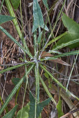 Onoseris alata