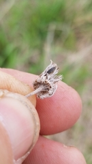 Psilactis heterocarpa