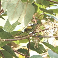 Kurochkinegramma hypogrammicum