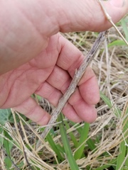 Psilactis heterocarpa