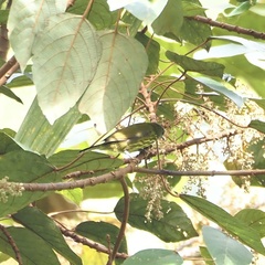 Kurochkinegramma hypogrammicum