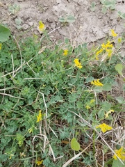 Corydalis micrantha texensis