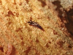 Thysanoptera