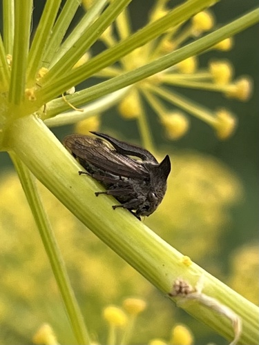 Paprastoji Kuprotoji Cikada nuotrauka
