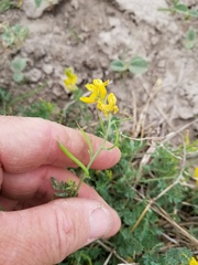 Corydalis micrantha texensis