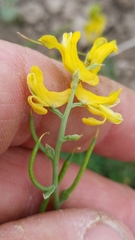 Corydalis micrantha texensis