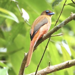 Harpactes duvaucelii