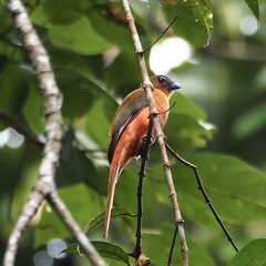 Harpactes duvaucelii