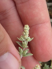 Atriplex watsonii
