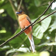 Harpactes duvaucelii