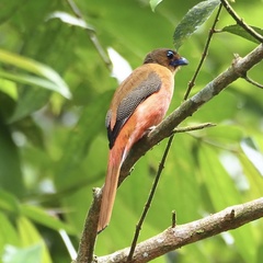 Harpactes duvaucelii