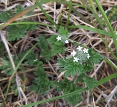 Glandularia quadrangulata