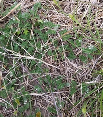 Glandularia quadrangulata