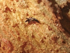 Thysanoptera