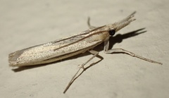 Caffrocrambus