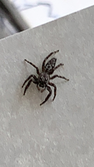 Platycryptus undatus