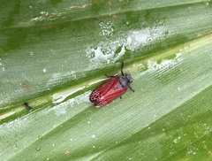 Mahanarva rubripennis