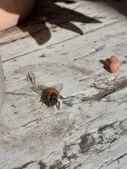 Apis mellifera