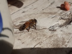 Apis mellifera