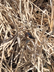 Hirundo rustica