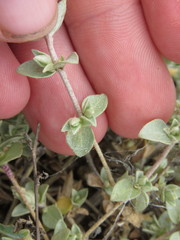 Atriplex watsonii