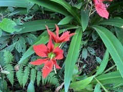 Hippeastrum aulicum