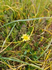 Microseris bigelovii