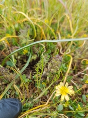 Microseris bigelovii