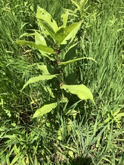 Triosteum aurantiacum