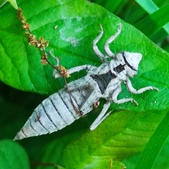Gomphus