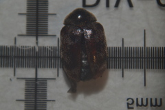 Anthrenocerus australis