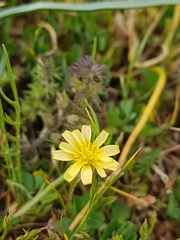 Microseris bigelovii