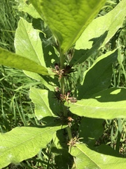 Triosteum aurantiacum