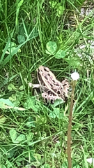 Lithobates pipiens