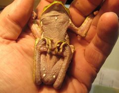 Phyllomedusa tarsius