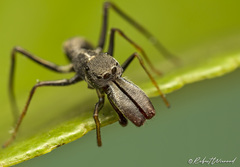 Myrmarachne marshalli