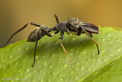 Myrmarachne marshalli