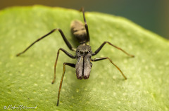 Myrmarachne marshalli