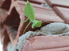 Photiomantis