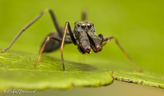 Myrmarachne marshalli