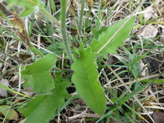 Hypochaeris maculata