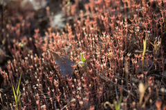 Sedum rubens