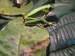 Phyllomedusa tarsius