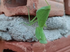 Photiomantis